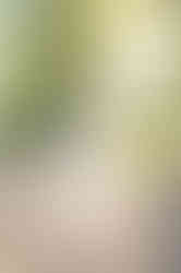 Southern Ontario Photographer-Guelph, Kitchener, Toronto, Woodstock-Lily Kydd Photography-