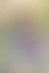 Southern Ontario Photographer-Guelph, Kitchener, Toronto, Woodstock-Lily Kydd Photography-