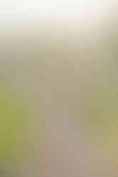 Southern Ontario Photographer-Guelph, Kitchener, Toronto, Woodstock-Lily Kydd Photography-