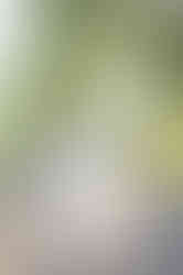 Southern Ontario Photographer-Guelph, Kitchener, Toronto, Woodstock-Lily Kydd Photography-