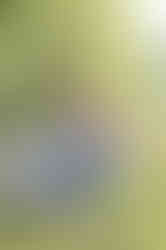 Southern Ontario Photographer-Guelph, Kitchener, Toronto, Woodstock-Lily Kydd Photography-