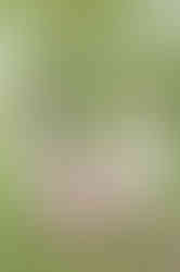 Southern Ontario Photographer-Guelph, Kitchener, Toronto, Woodstock-Lily Kydd Photography-