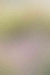 Southern Ontario Photographer-Guelph, Kitchener, Toronto, Woodstock-Lily Kydd Photography-