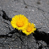 spring yellow flowers in crack of asphalt pavement. earth day, ecology concept. industrial