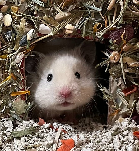 hamster in it home