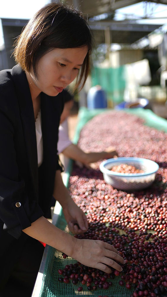 ベトナムコーヒー最前線】