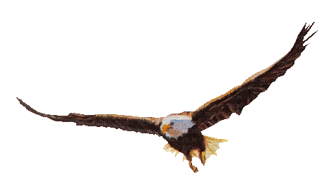 1641295_8a532.gif