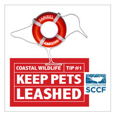 Shorebird tip #1: Keep Pets Leashed