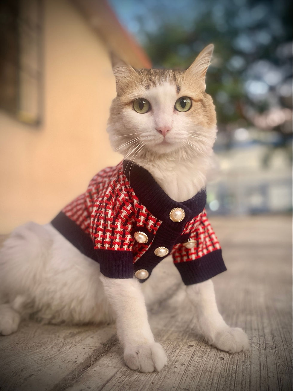 Thumbnail: Suéter Chewnel Rojo