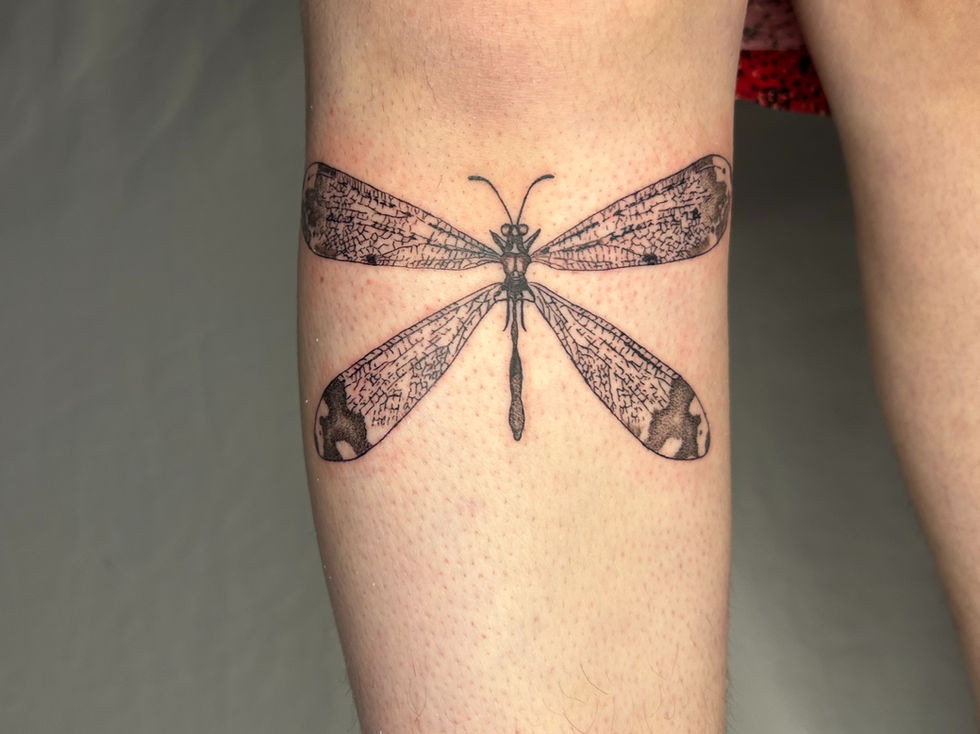 shin dragonfly