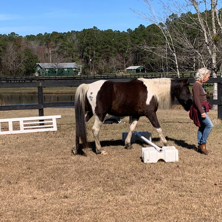 H.I.T.S. Launches Equine Therapy Program, Offering Healing for Veterans