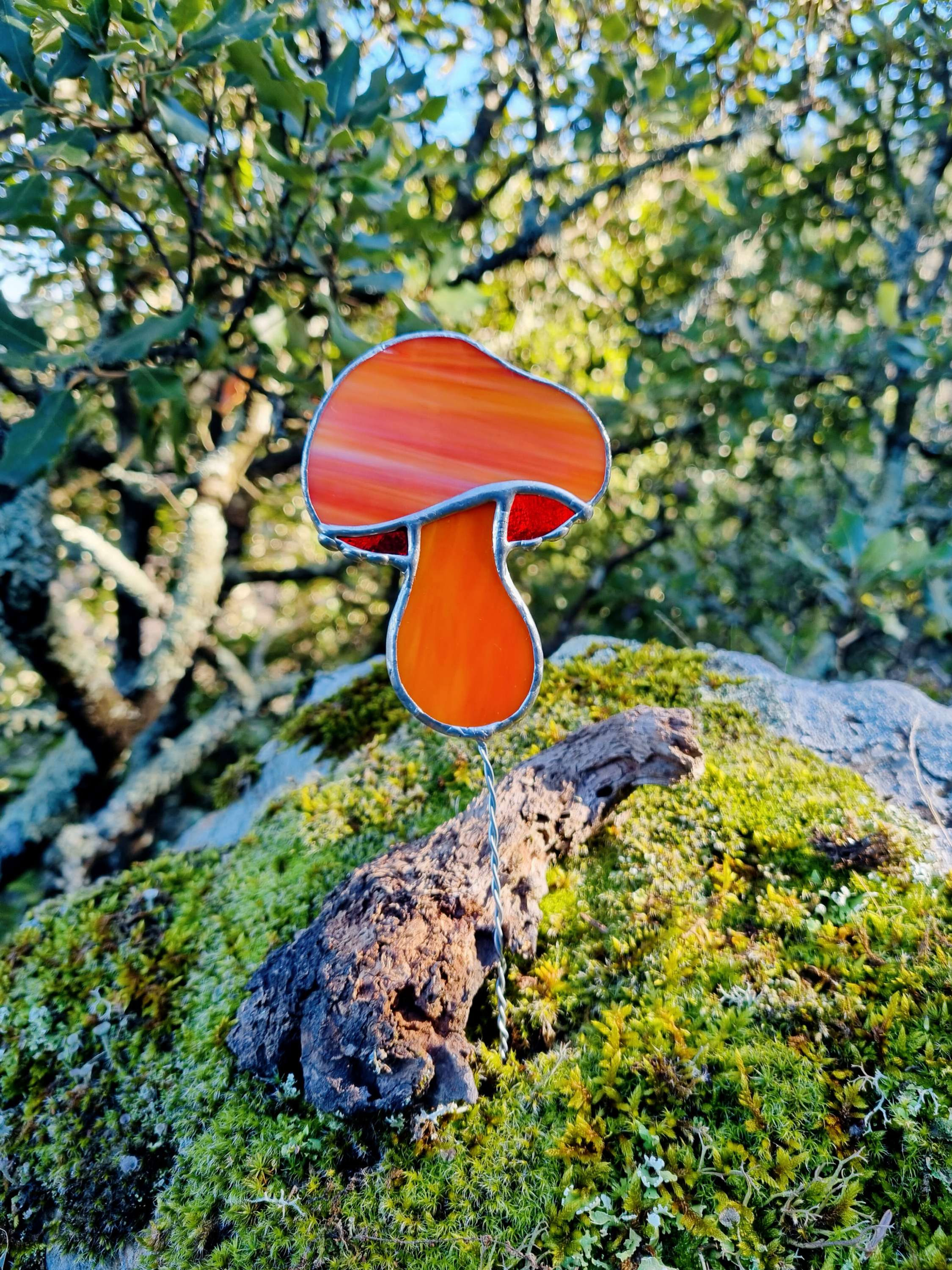Champignon à planter 🌿 Sunshine
