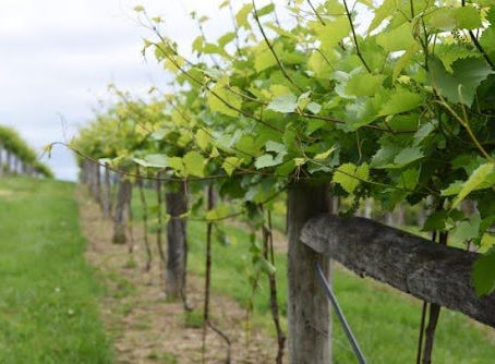 Understanding Terroir: How South Dominion Vineyard’s Land Shapes Every Wine