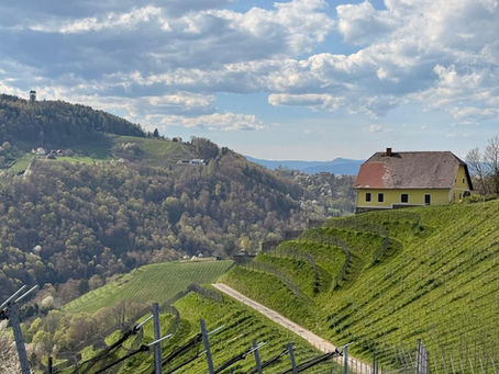 Southern Vineyard in Austria