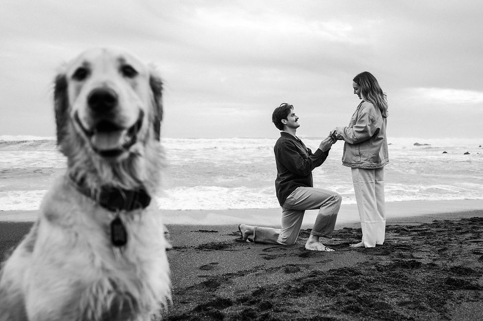 Surprise Proposal Dog Cambria California