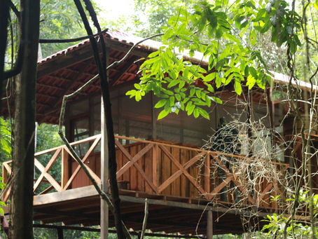 check out the new look of Forest House (Casa da Mata)