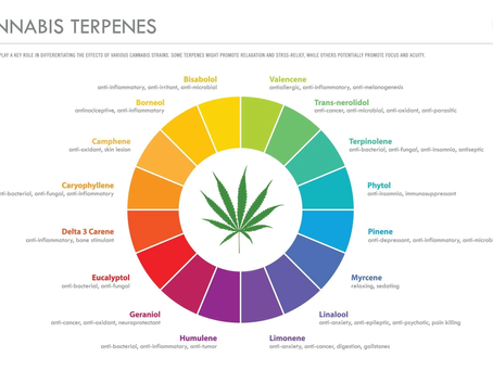 Terpenes Explained