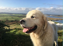 Dog Friendly Holiday Hire VW
