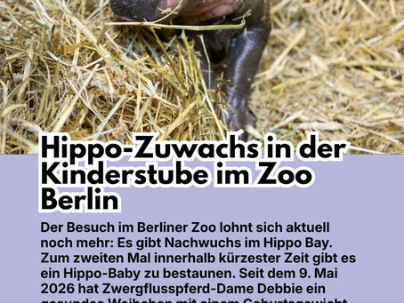Bild: instagram: ditwirdjut