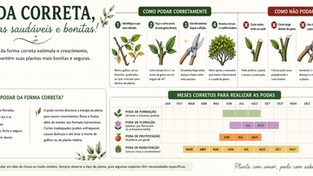 A Importância da Poda Correta das Plantas