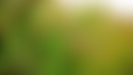 Mercado de arroz segue travado