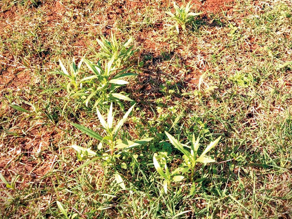 Infestação de maria-mole e o risco da intoxicação em bovinos é tema de comunicado técnico da Secretaria da Agricultura