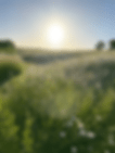 wild flowers moving.GIF