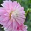 Thumbnail: Alloway Candy and Gertrude - Dahlia Pic Inside - Adopted March 4, 2020