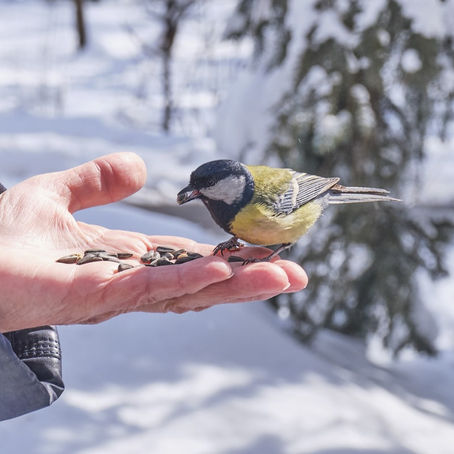 The Importance of Sunflower Seeds in Bird Feeding