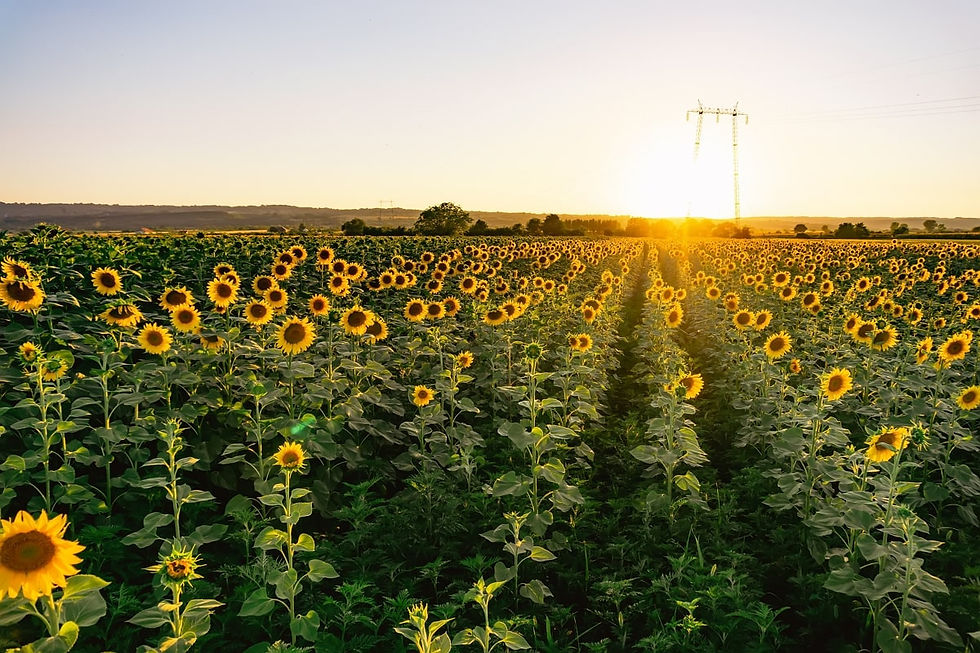 Argentina’s Sunflower Sector at the Vanguard: How the Oilseed Complex Is Redefining Export Value and Agri-Industrial Strategy