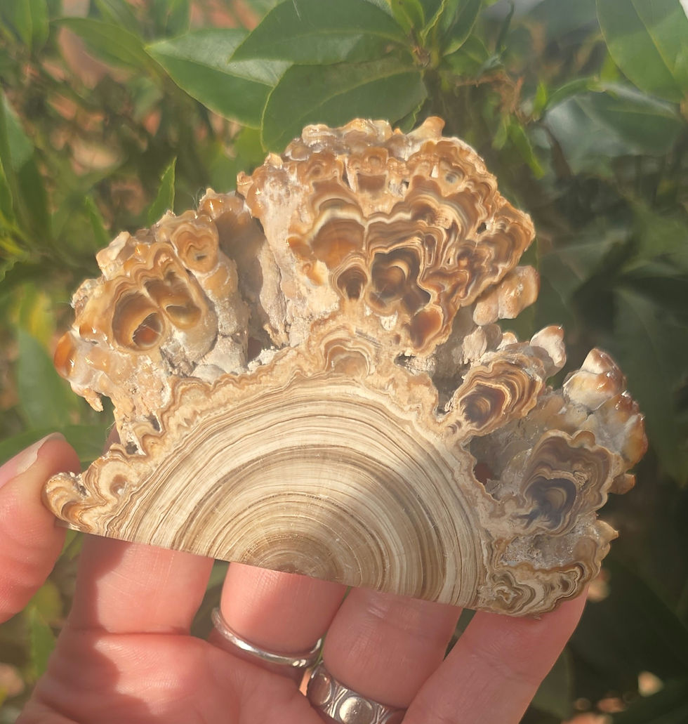 Thumbnail: Brown Aragonite Stalactite 