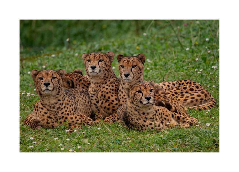 Geopardos ❣️🐆🐆🐆🐆🐆❣️