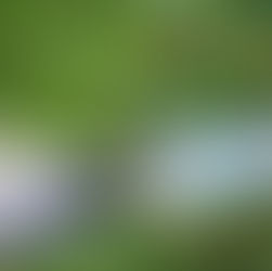 Penggunaan Pupuk NPK yang Tepat