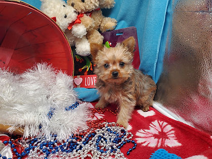 Cassies Gidget 10 wks 1.7 lbs (1).jpg