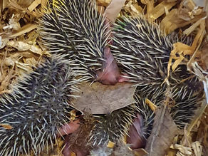 Help een baby-egel en doneer