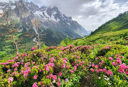 Rhododendrons on Alpine peaks