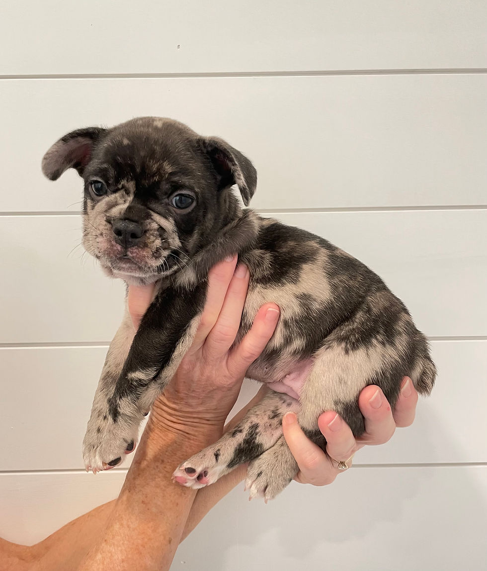 Paislee - 6 Weeks