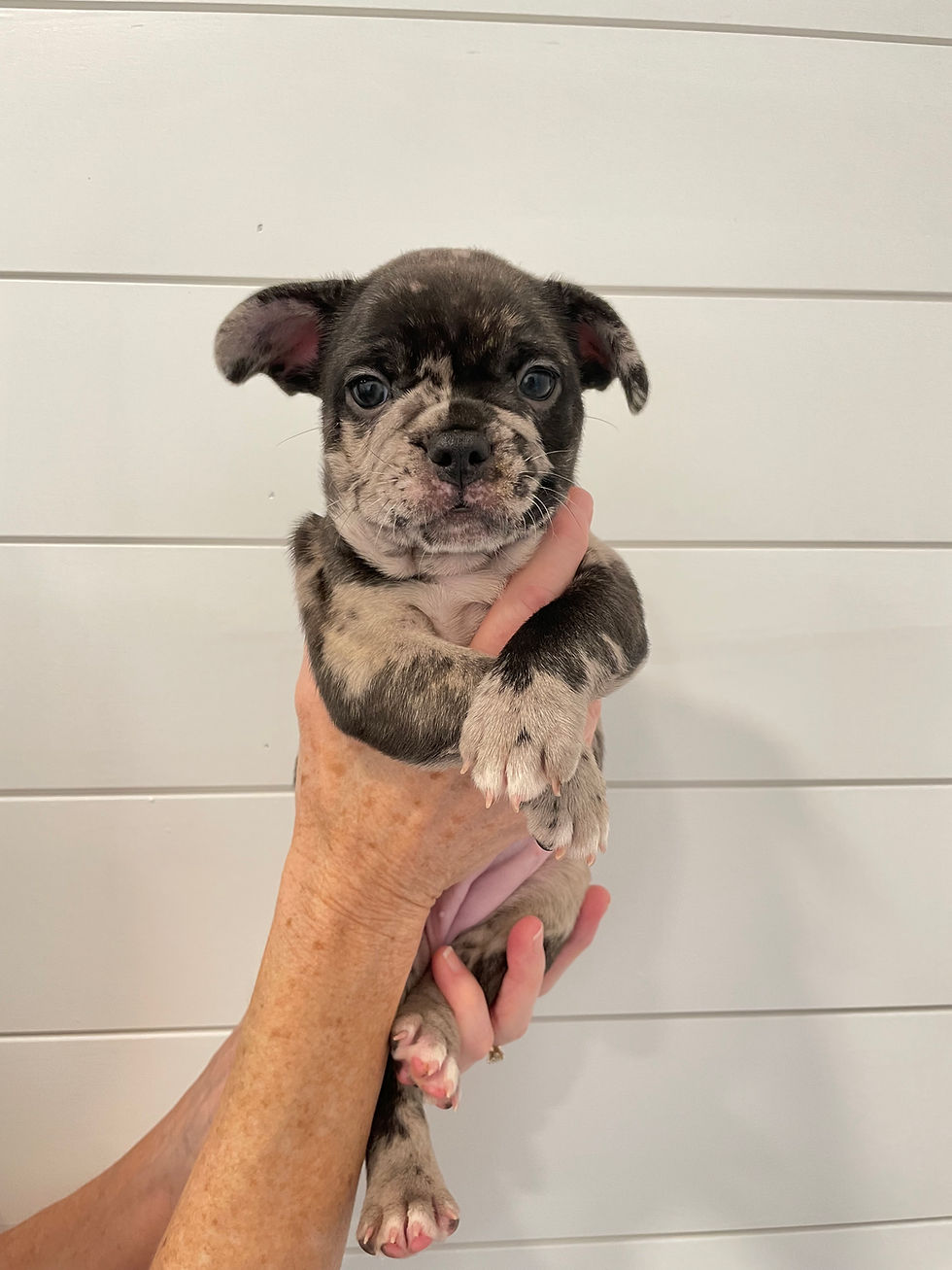 Paislee - 6 Weeks