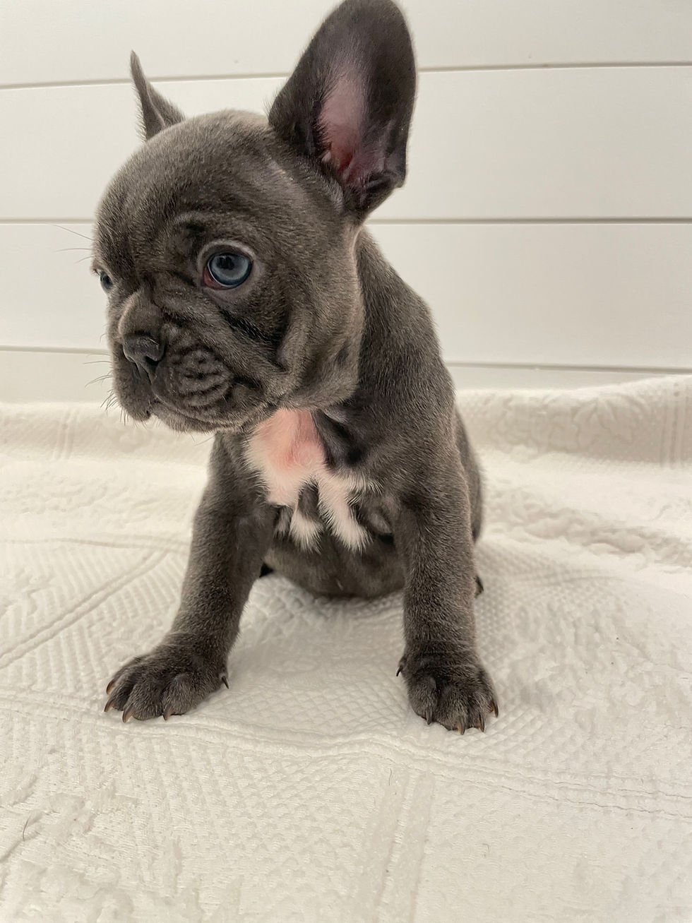 Hattie - 6 Weeks