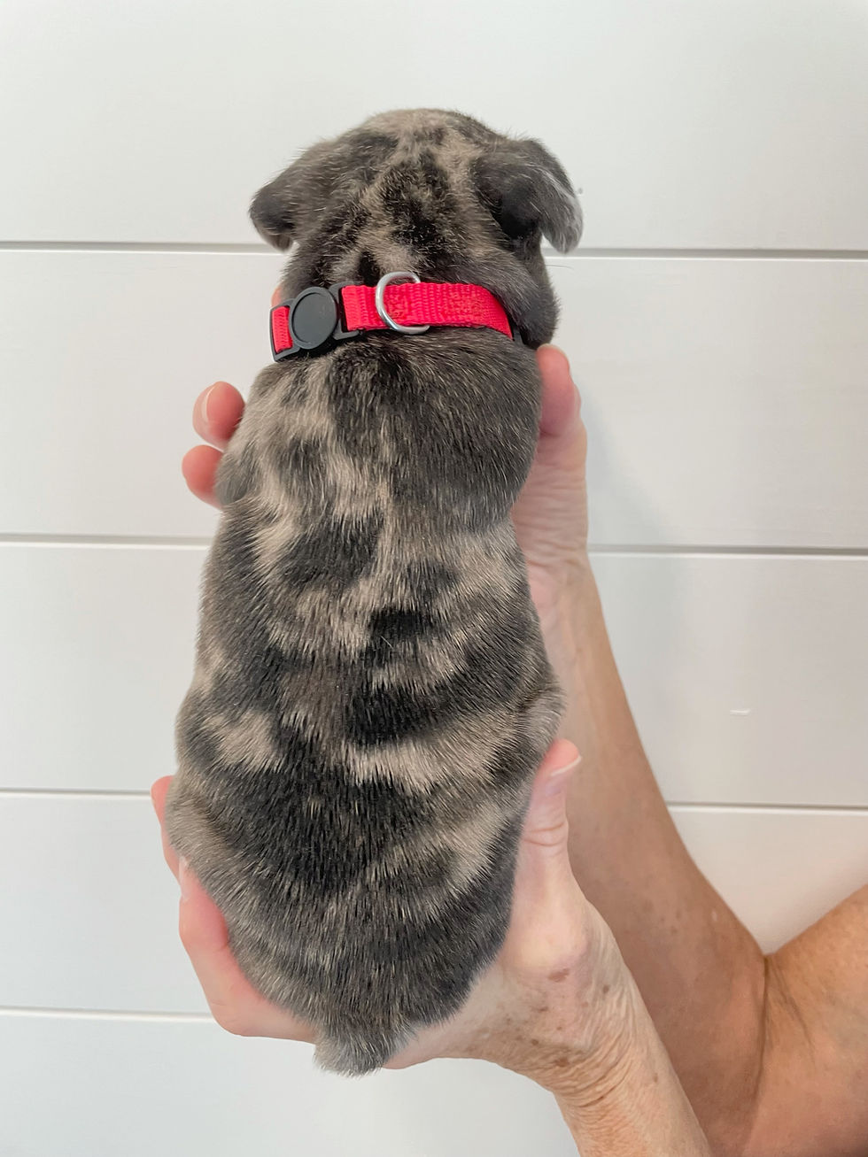 Paislee- 4 Weeks
