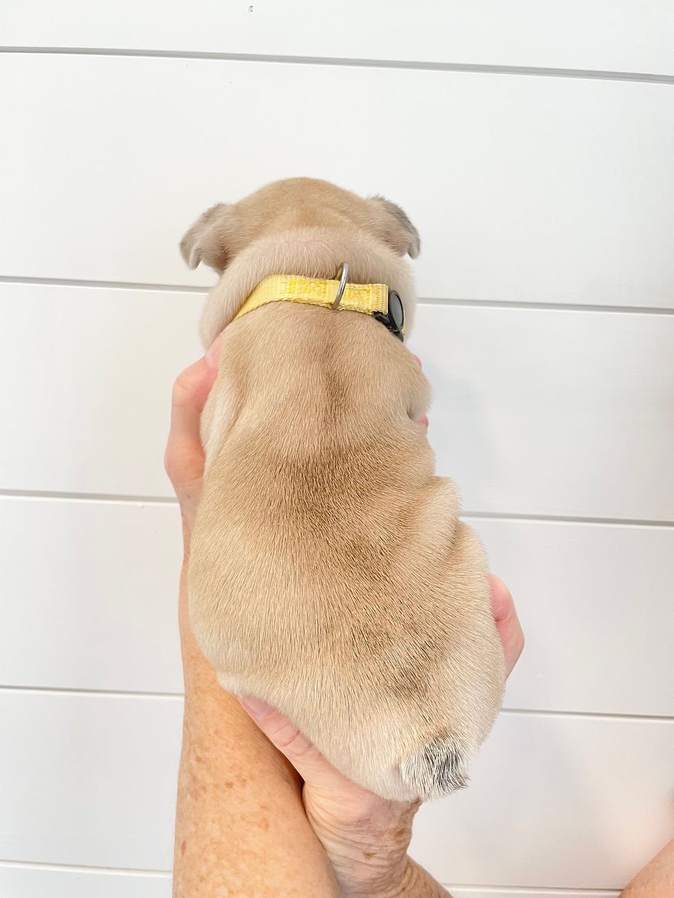 Cora- 4 Weeks