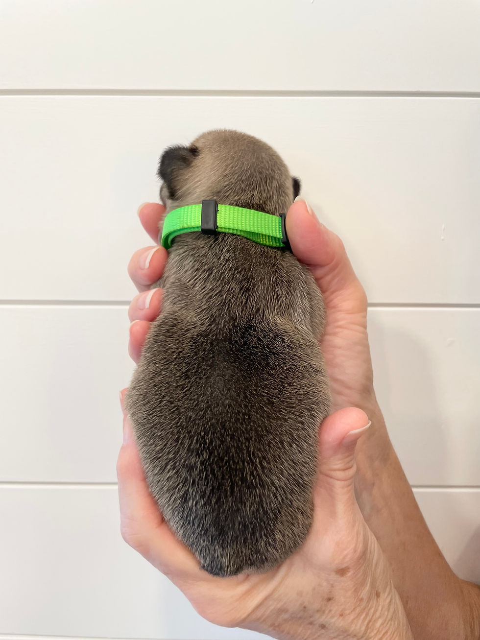 Della- 2 Weeks