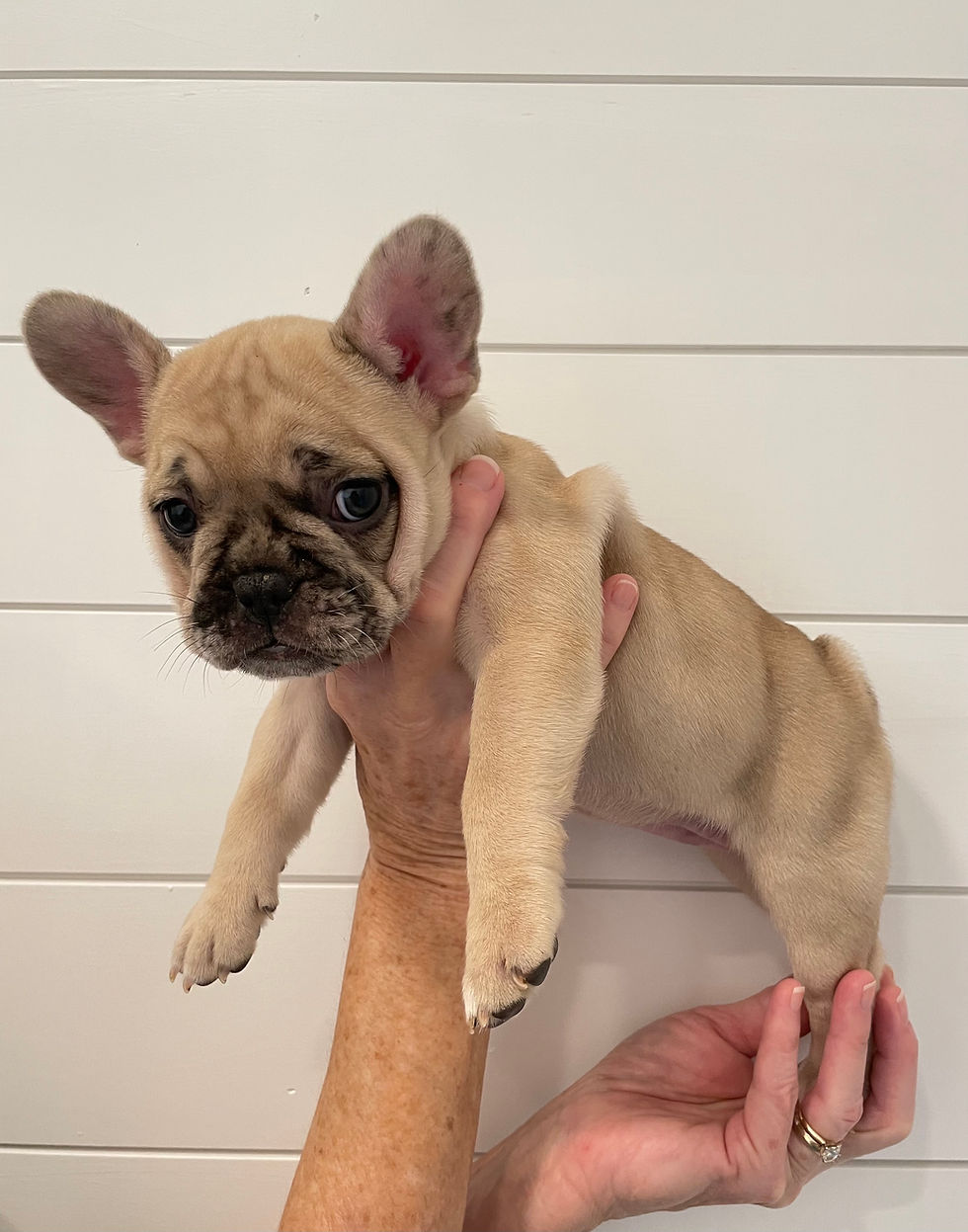 Cora - 6 Weeks