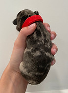 IMG_8655.jpeg