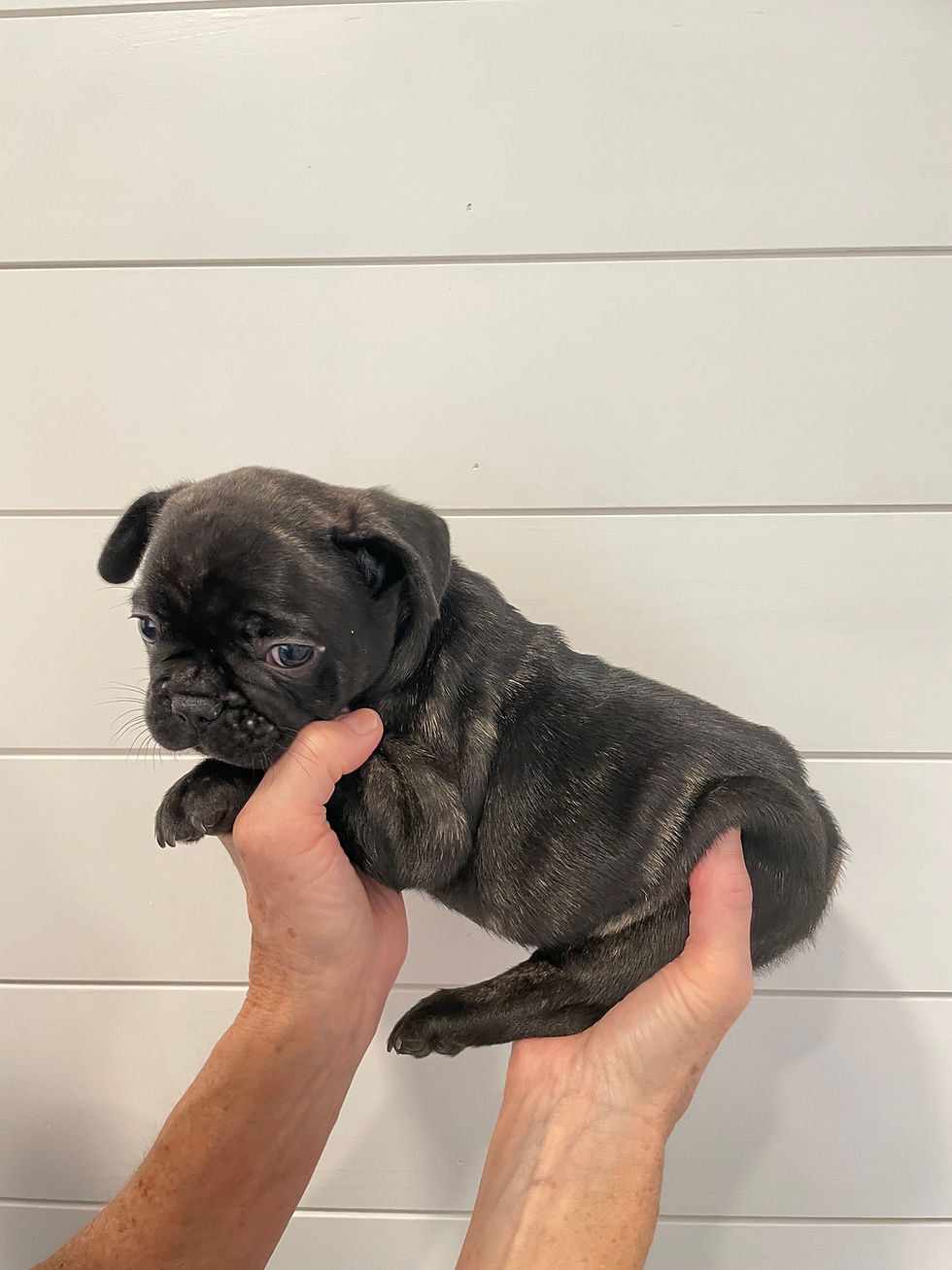 Gunnar - 6 Weeks