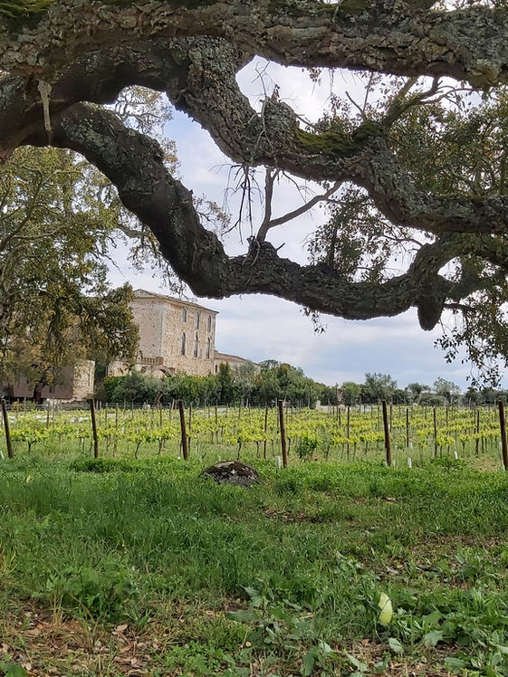 Im Hintergrund ein altes Herrenhaus aus Natursteinen, davor Weinreben. Im Vordergrund steht ein alter, knorriger Baum