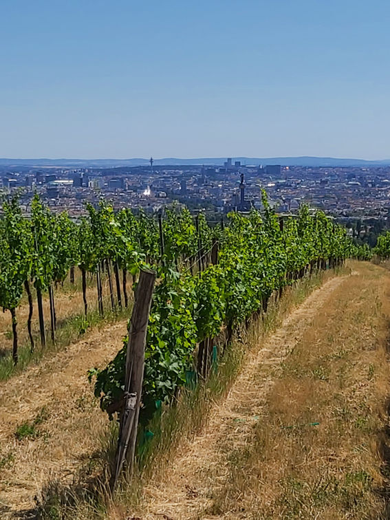 Weinreben in Rebzeilen angelegt. Im Hintergrund eine große Stadt