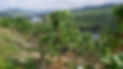 Ein Weinberg an der Mittelmosel