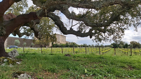 Ein Weingut im Alentejo