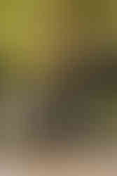 candid wedding guest photography at fall north ga wedding